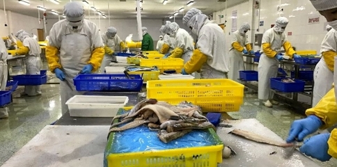轉型浪潮下的中國海鮮加工業(yè) 未來一年或將迎來深度調(diào)整期