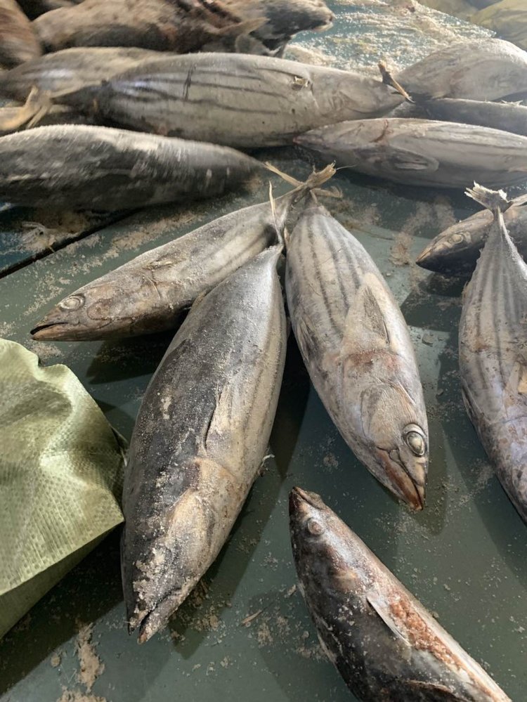 冷凍食品加工與批發(fā) 從西瓜皮魚到燈光海產(chǎn)品的市場(chǎng)機(jī)遇